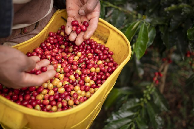 Giá cà phê hôm nay 31/01/2024: Cà phê tăng mạnh do khô hạn ở Brazil và tồn kho Robusta thấp kỷ lục