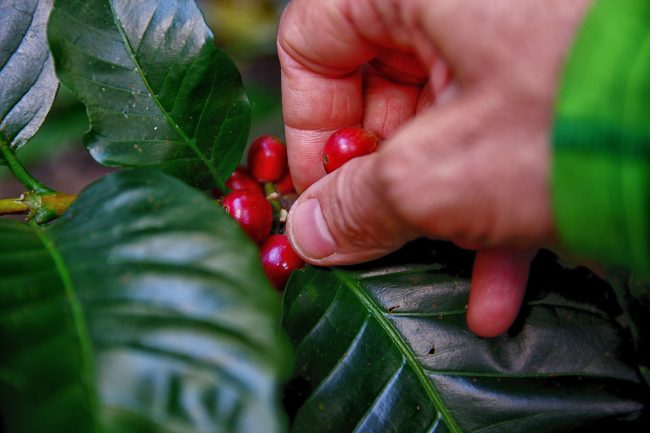Tiêu Điểm Thị Trường 02/02/2024: Cacao kỳ hạn tăng hơn 2%, cà phê và đường suy yếu