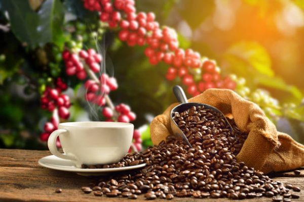 Bản tin cà phê 15/11/2024: Cà phê Arabica đạt mức cao nhất trong 13 năm khi các nhà đầu tư đánh giá lại quan điểm vụ mùa năm 2025