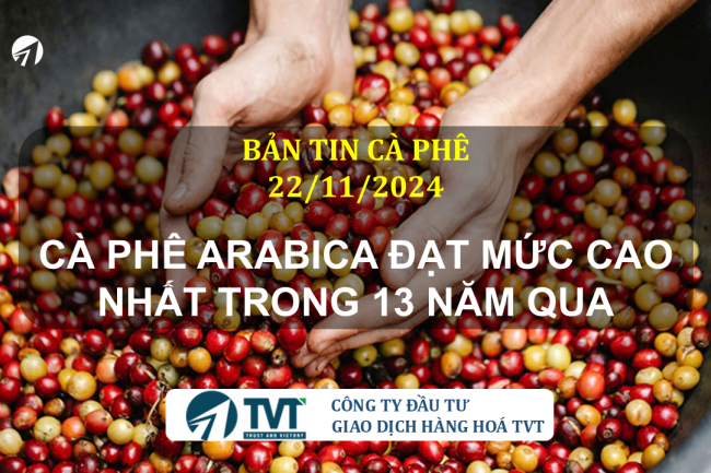 Bản tin cà phê 22/11/2024: Cà phê Arabica đạt mức cao nhất trong 13 năm qua