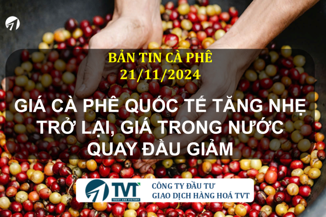 Bản tin cà phê 21/11/2024: Giá cà phê quốc tế tăng nhẹ trở lại, giá trong nước quay đầu giảm