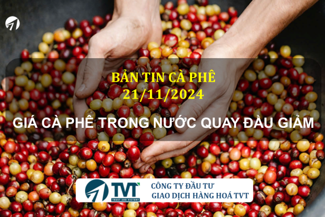 Bản tin cà phê 21/11/2024: Giá cà phê quốc tế tăng nhẹ trở lại, giá trong nước quay đầu giảm