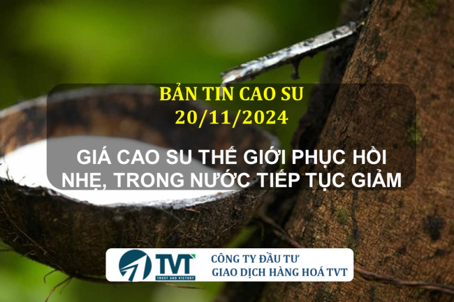 Bản tin cao su 20/11/2024: Giá cao su thế giới phục hồi nhẹ, trong nước tiếp tục giảm