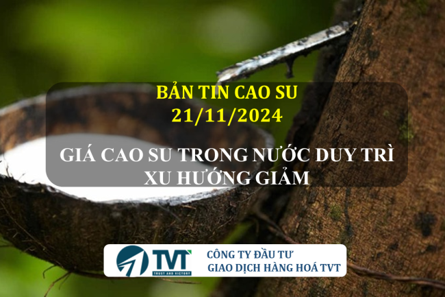 Bản tin cao su 21/11/2024: Giá cao su trong nước và thế giới biến động trái chiều