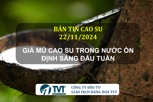 Bản tin cao su 22/11/2024: Giá cao su thế giới quay đầu giảm, trong nước ổn định