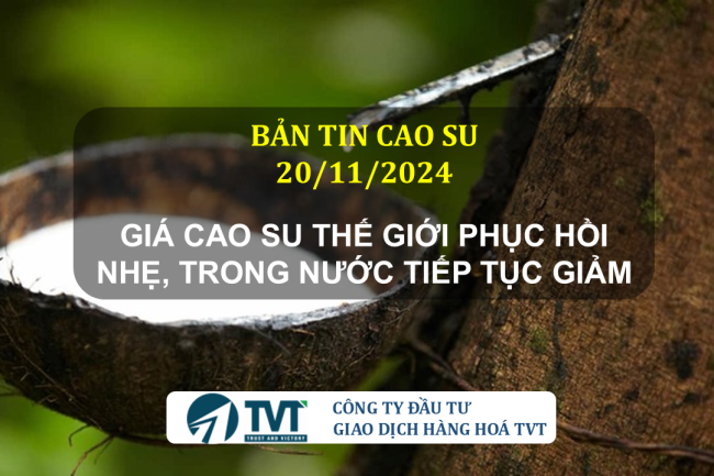 Bản tin cao su 20/11/2024: Giá cao su thế giới phục hồi nhẹ, trong nước tiếp tục giảm