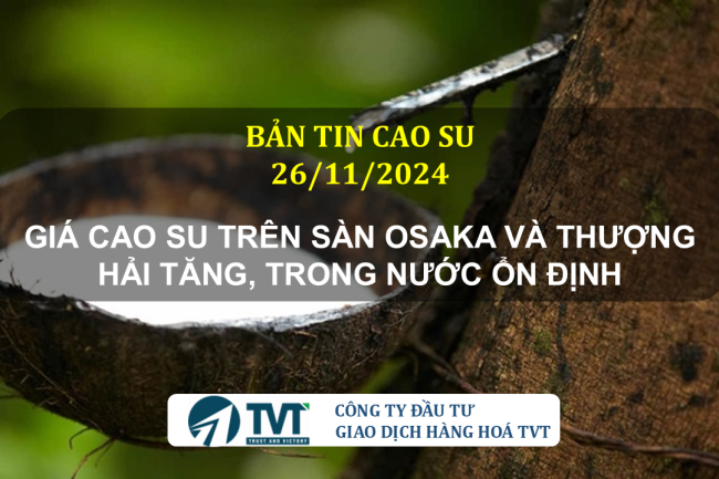 Bản tin cao su 26/11/2024: Giá cao su trên sàn Osaka và Thượng Hải tăng, trong nước ổn định