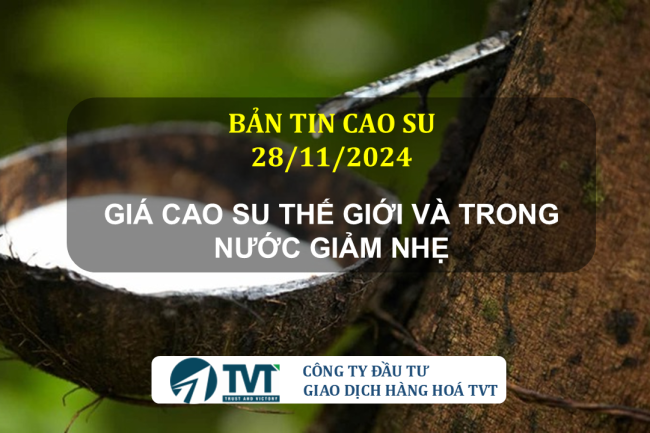 Bản tin cao su 28/11/2024: Giá cao su thế giới và trong nước giảm nhẹ