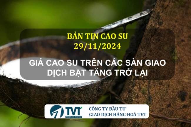 Bản tin cao su 29/11/2024: Giá cao su trên các sàn giao dịch bật tăng trở lại, trong nước ổn định