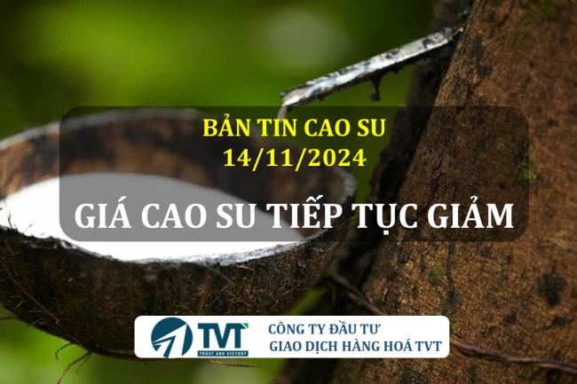 Bản tin cao su 14/11/2024: Giá cao su tiếp tục giảm