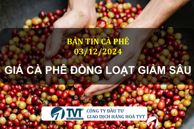 Bản tin cà phê 03/12/2024: Giá cà phê đồng loạt giảm sâu