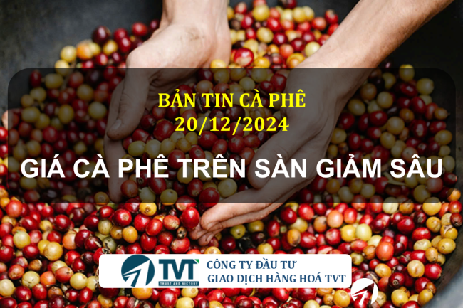 Bản tin cà phê 20/12/2024: Giá cà phê trên sàn giảm sâu