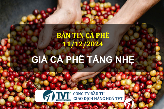 Bản tin cà phê 11/12/2024: Giá cà phê tăng nhẹ