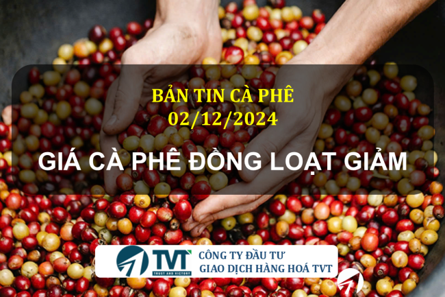 Bản tin cà phê 02/12/2024: Giá cà phê đồng loạt giảm