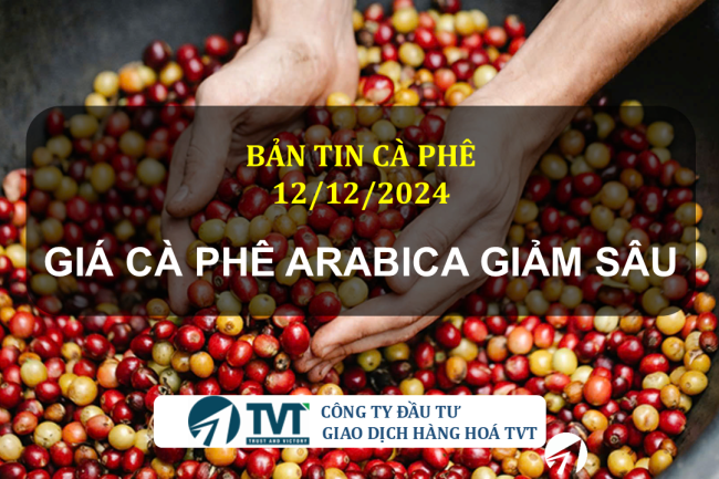 Bản tin cà phê 12/12/2024: Giá cà phê Arabica giảm sâu