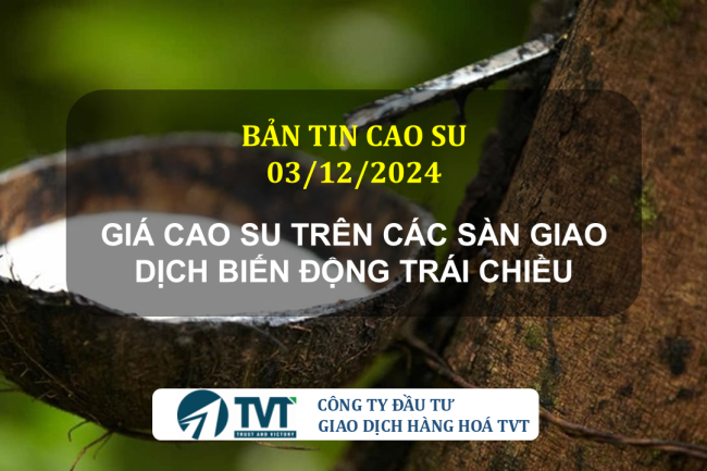 Bản tin cao su 03/12/2024: Giá cao su trên các sàn giao dịch biến động trái chiều