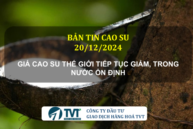 Bản tin cao su 20/12/2024: Giá cao su thế giới tiếp tục giảm, trong nước ổn định