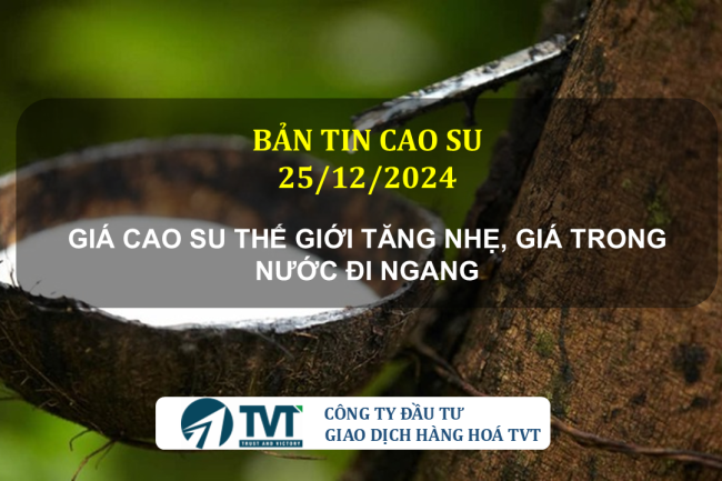 Bản tin cao su 25/12/2024: Giá cao su thế giới tăng nhẹ, giá trong nước đi ngang