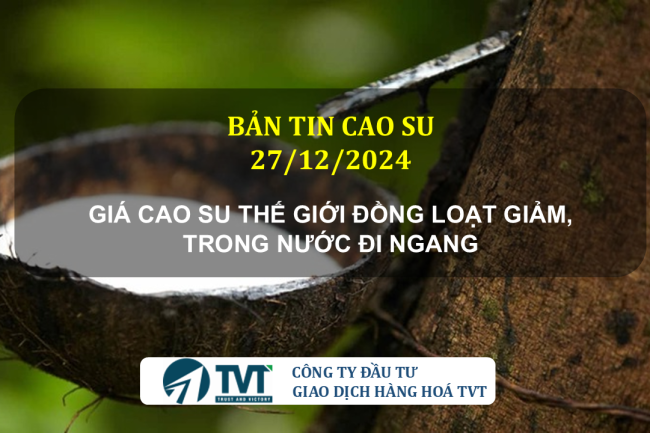 Bản tin cao su 27/12/2024: Giá cao su thế giới đồng loạt giảm, trong nước đi ngang