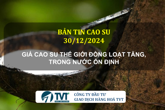 Bản tin cao su 30/12/2024: Giá cao su thế giới đồng loạt tăng, trong nước ổn định