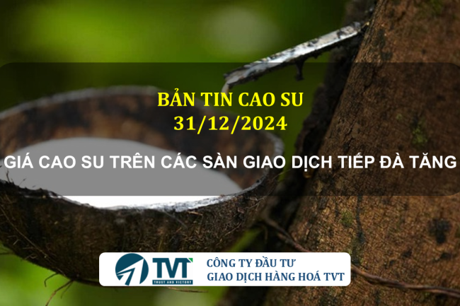 Bản tin cao su 31/12/2024: Giá cao su trên các sàn giao dịch tiếp đà tăng