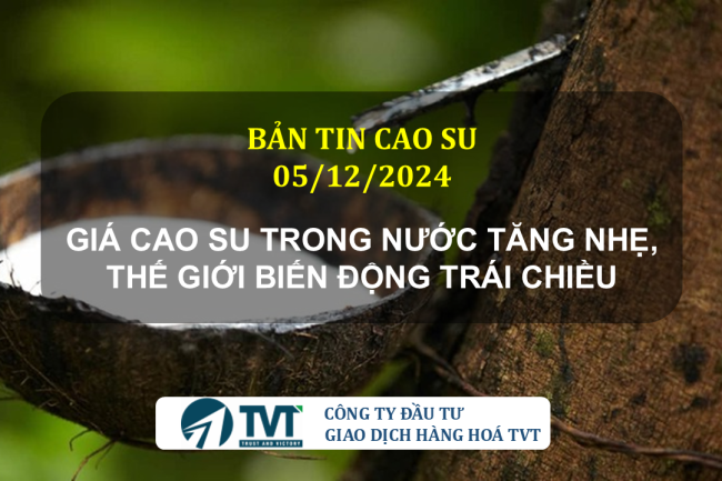 Bản tin cao su 05/12/2024: Giá cao su trong nước tăng nhẹ, thế giới biến động trái chiều