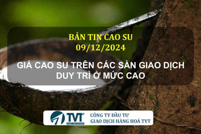 Bản tin cao su 09/12/2024: Giá cao su trên các sàn giao dịch duy trì ở mức cao