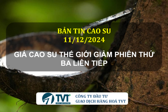 Bản tin cao su 11/12/2024: Giá cao su thế giới giảm phiên thứ ba liên tiếp, trong nước điều chỉnh tăng