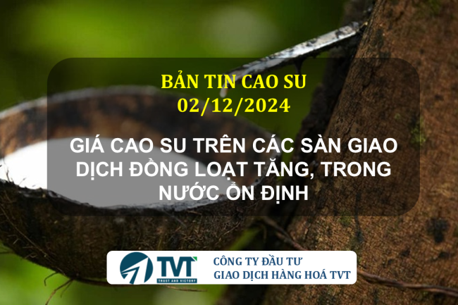 Bản tin cao su 02/12/2024: Giá cao su trên các sàn giao dịch đồng loạt tăng, trong nước ổn định