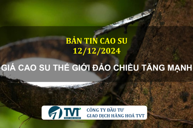 Bản tin cao su 12/12/2024: Giá cao su thế giới đảo chiều tăng mạnh, trong nước ổn định