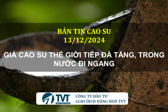 Bản tin cao su 13/12/2024: Giá cao su thế giới tiếp đà tăng, trong nước đi ngang