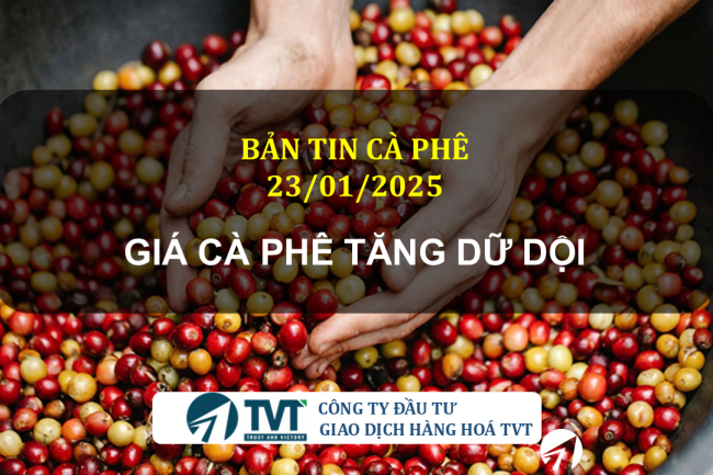 Bản tin cà phê 23/01/2025: Giá cà phê tăng dữ dội