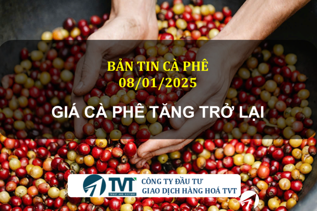 Bản tin cà phê 08/01/2025: Giá cà phê tăng trở lại