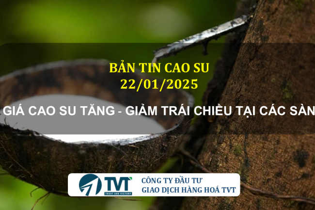 Bản tin cao su 22/01/2025: Giá cao su tăng giảm trái chiều tại các sàn