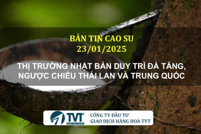 Bản tin cao su 23/01/2025:Thị trường Nhật Bản duy trì đà tăng, ngược chiều Thái Lan và Trung Quốc