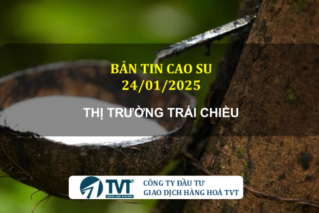 Bản tin cao su 24/01/2025: Thị trường Nhật Bản tăng ba phiên liên tiếp