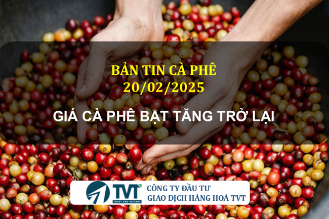 Bản tin cà phê 20/02/2025: Giá cà phê bật tăng trở lại