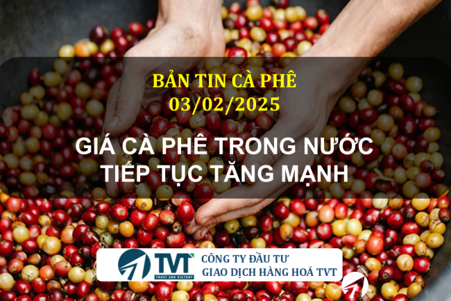 Bản tin cà phê 03/02/2025: Giá cà phê trong nước tiếp tục tăng mạnh