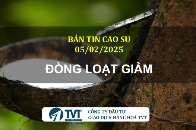 Bản tin cao su 05/02/2025: Giá cao su trên các sàn giao dịch giảm