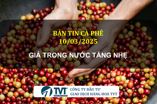 Bản tin cà phê 10/03/2025: Giá trong nước đầu tuần tăng nhẹ