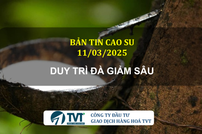 Bản tin cao su 11/03/2025: Giá cao su biến động mạnh trên các sàn thế giới