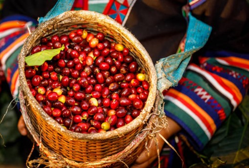Bản tin cà phê 29/04/2025: Giá cà phê biến động trái chiều