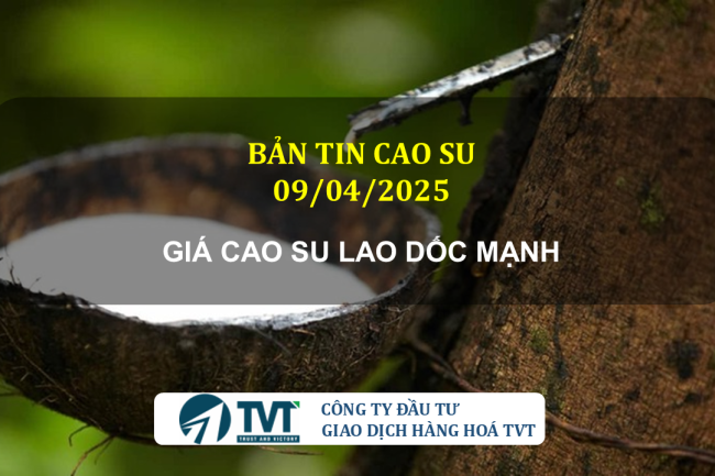 Bản tin cao su 09/04/2025: Giá cao su tiếp tục lao dốc