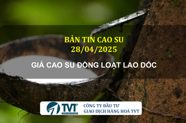 Bản tin cao su 28/04/2025: Giá cao su đồng loạt lao dốc, giá trong nước đi ngang
