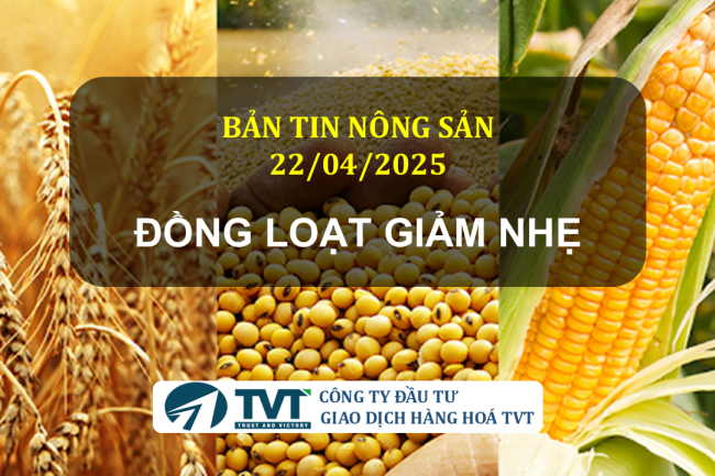 Bản tin nông sản 22/04/2025: Đậu tương, ngô và lúa mì đồng loạt giảm nhẹ