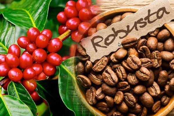 Dự Báo Sản Lượng Cà Phê Robusta Toàn Cầu Niên Vụ 2025-2026