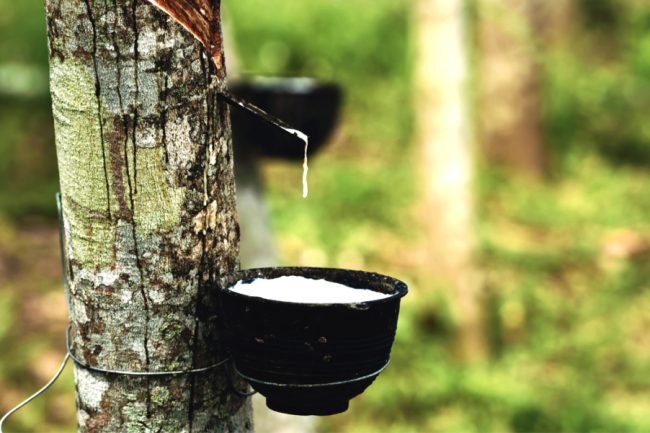 PHÂN TÍCH VÀ NHẬN ĐỊNH THỊ TRƯỜNG CAO SU NGÀY 08/05/2025