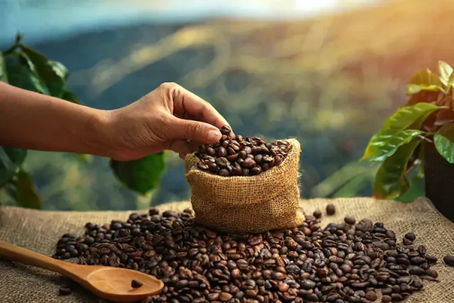 Bản tin cà phê 20/05/2025: Robusta phục hồi sau đà giảm sâu