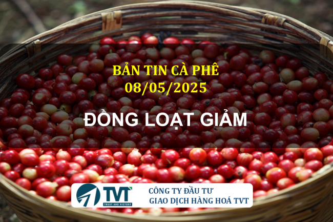Bản tin cà phê 08/05/2025: Giá cà phê đồng loạt giảm