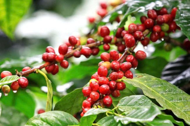 Bản tin cà phê 15/05/2025: Gía cà phê bất ngờ đảo chiều giảm sâu